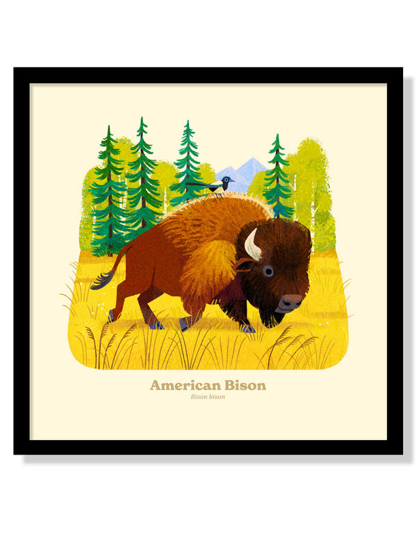 American Bison National Park Alphabet Print