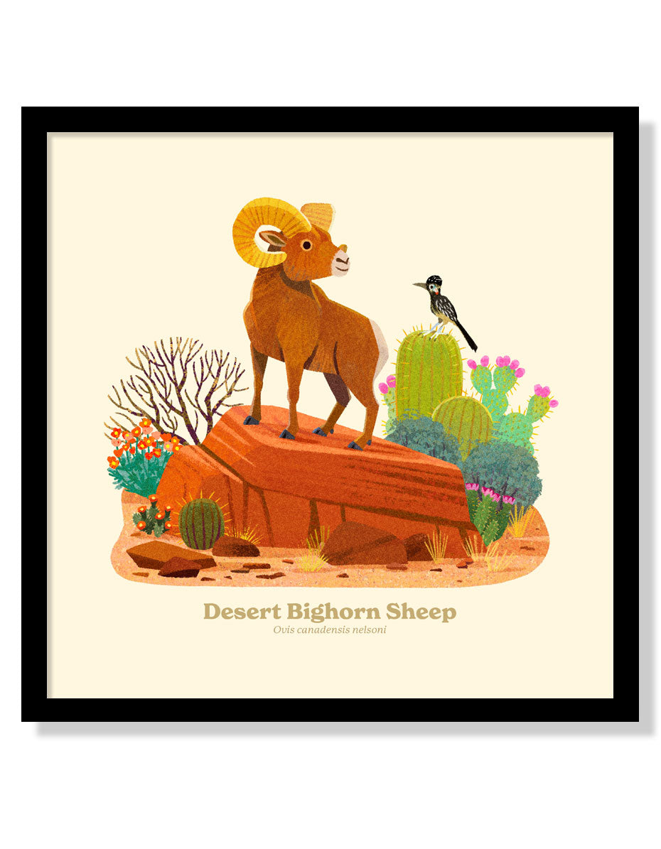 Desert Bighorn Sheep National Park Alphabet Print