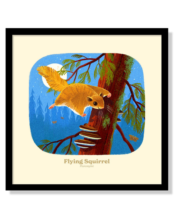 Flying Squirrel National Park Alphabet Print