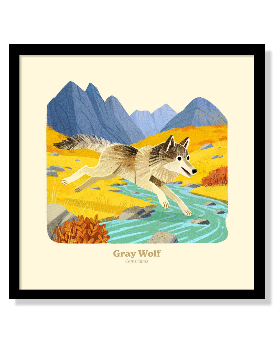 Gray Wolf Pictures To Print