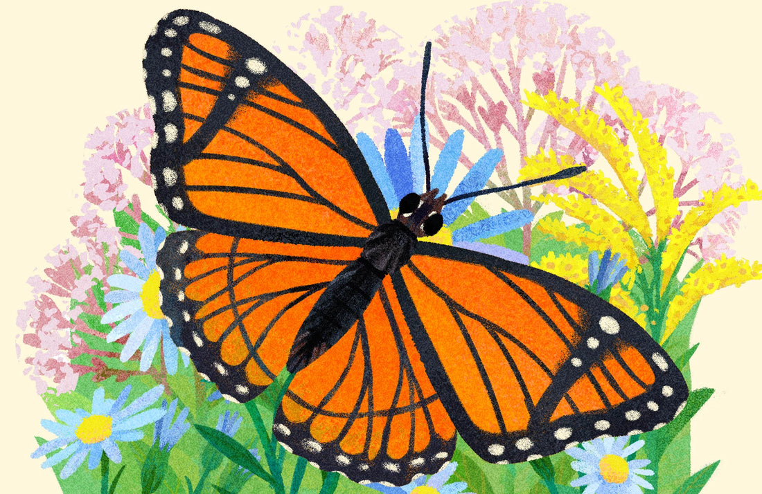 Viceroy Butterfly National Park Alphabet Print