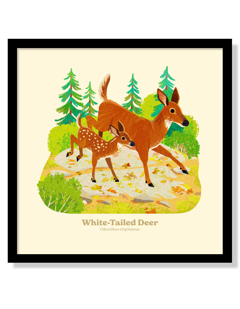 White-Tailed Deer National Park Alphabet Print