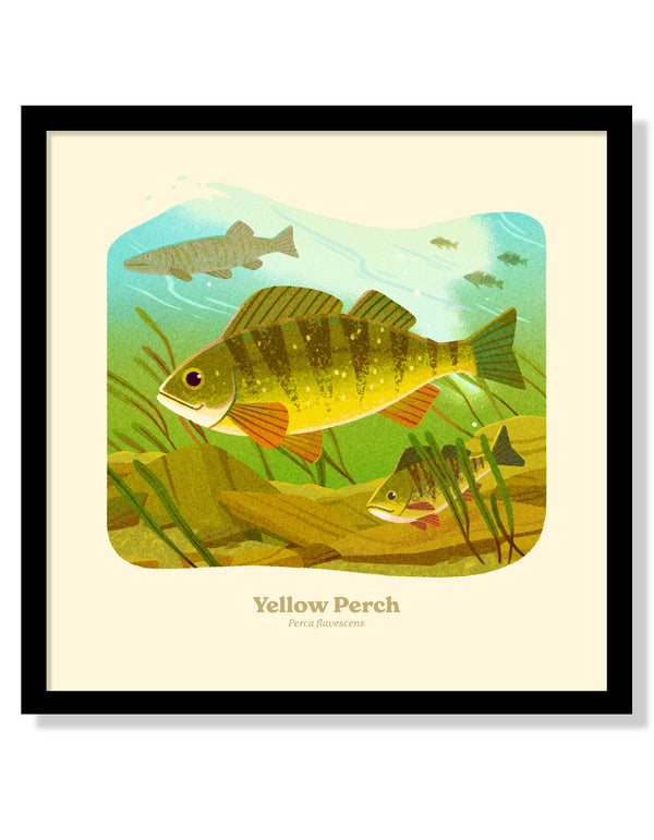 Yellow Perch National Park Alphabet Print