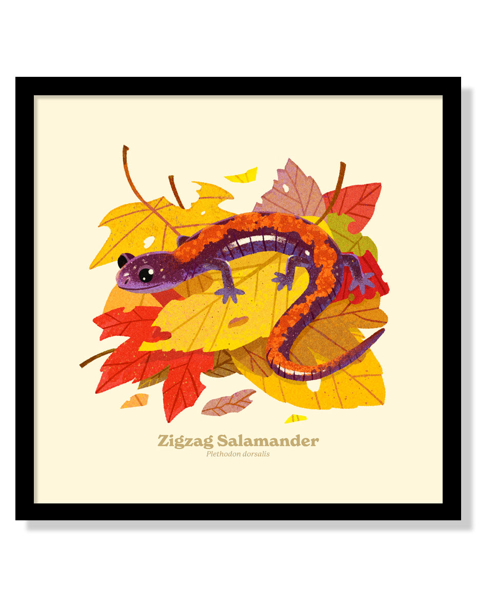 Zigzag Salamander National Park Alphabet Print